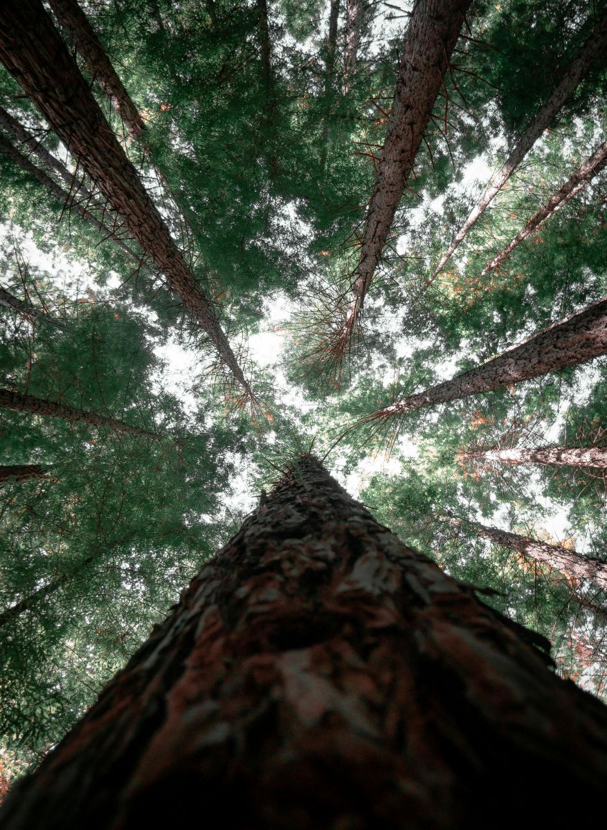 pexels-pat-whelen-2913248-5614617 1 Kinglake Forest trees