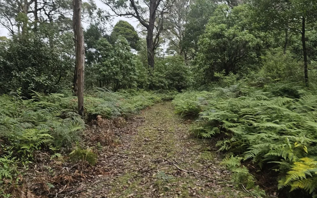 Guided Nature Walk in Victoria | Nature Insights