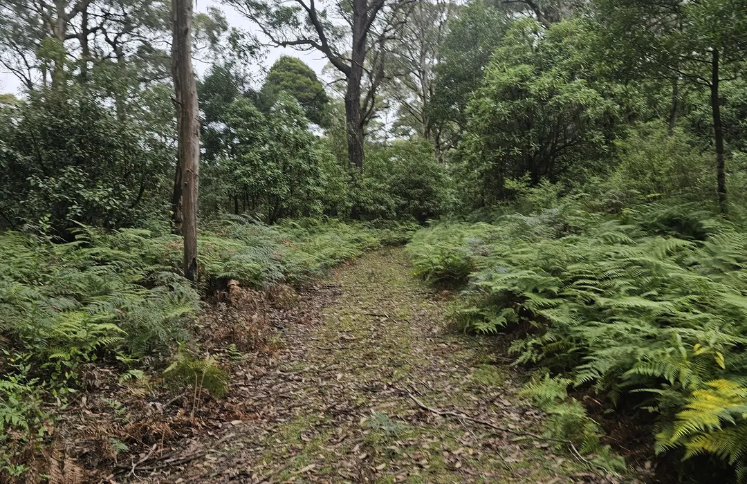 Island Creek, Kinglake